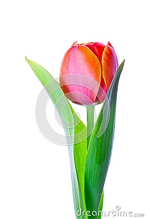 Isolated tulip flower Stock Photo