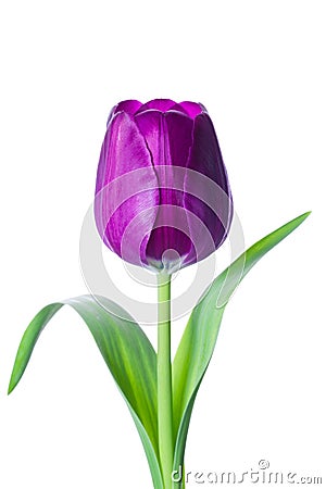 Isolated tulip flower Stock Photo