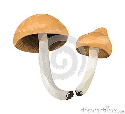 Isolated honey fungus. Vector Illustration