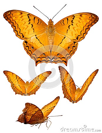 Isolated variation position of colorful butterfly Stock Photo