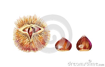Isolated vector illustration of a few scattered chestnuts. Open chestnut prickles. Hand painted watercolor background Vector Illustration