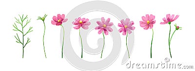 Isolated vector illustration of pink cosmos flowers. Hand painted watercolor background Vector Illustration