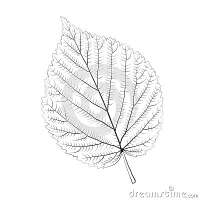 Isolated vector monochrome birch leaf. Vector Illustration