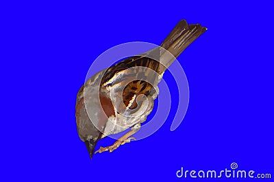 Isolated vectored Brown bird Stock Photo