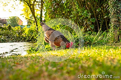 Isolated view of an adult bantam Hen. Stock Photo