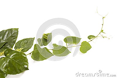 Isolated vine plant Stock Photo