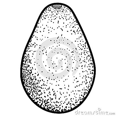 Isolated vintage avocado Vector Illustration