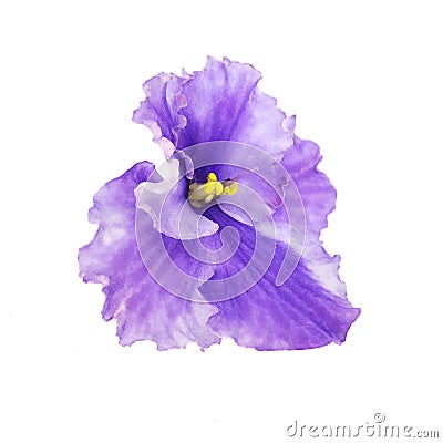 Isolated violet Stock Photo