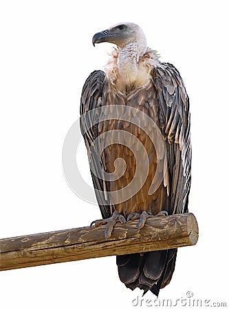 Isolated vulture on branch Stock Photo