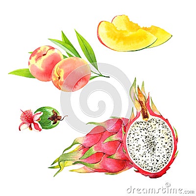 Watercolor fruits set: peach, mango, feijoa, pitaya Stock Photo