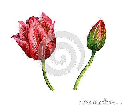 Pink tulip, bud and flower. Watercolor illustration on a white background for March 8. Cartoon Illustration
