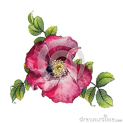 Isolated watercolor painted red large rosehip flower with green leaves and a bee Stock Photo