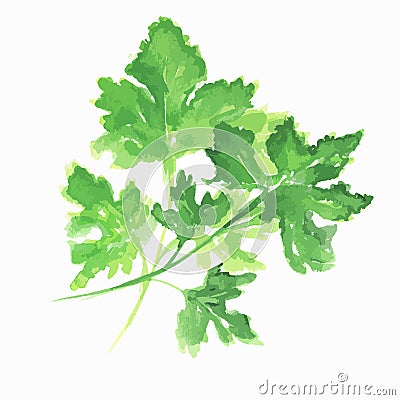 Isolated watercolor parsley. Vector Illustration