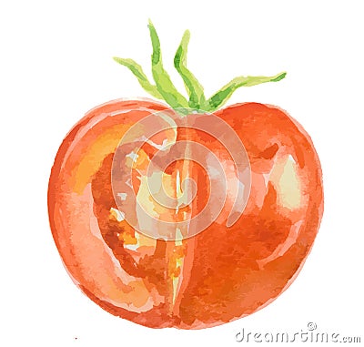 Isolated watercolor tomatoes. Vector Illustration