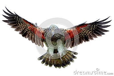 Isolated on white background, brown-green, protected mountain parrot, Kea, Nestor notabilis, flying directly on camera, orange Stock Photo