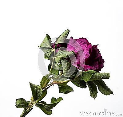 Isolated on a white background dry flower with crumpled parts of dry leaves and petals with a part of dry stem Stock Photo
