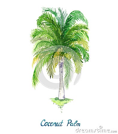 Isolated on white coconut palm tree Cocos nucifera watercolor painting, illustration design element Cartoon Illustration