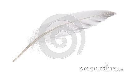 Isolated white goose feather Stock Photo