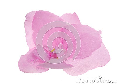 Isolated on white light pink violet Stock Photo