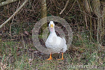  pekin duck standing on a river bank quacking Stock Photo