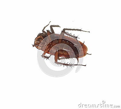 Isolated white photo of a dead cockroach Stock Photo