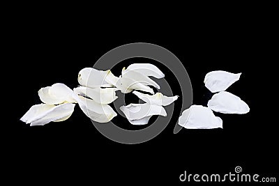 Isolated white rose petal on black Stock Photo