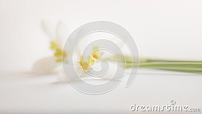 Macro Spring flower - snowdrops Gallanthus isolated on white background Stock Photo