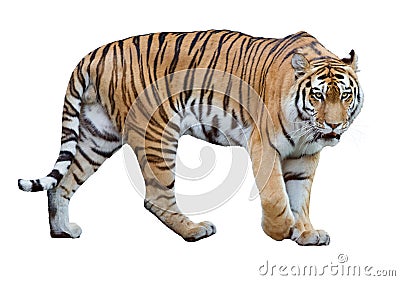 Isolated on white striped large tiger Stock Photo