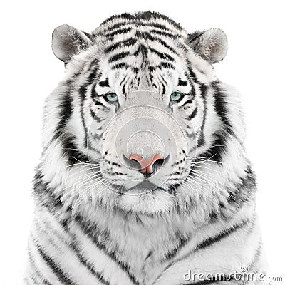 Isolated white tiger Stock Photo