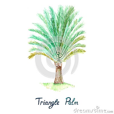 Isolated on white triangle palm Dypsis decaryi tree watercolor painting Cartoon Illustration