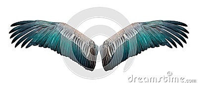 Isolated wing Stock Photo