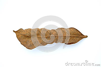 Isolated withered leaf Stock Photo