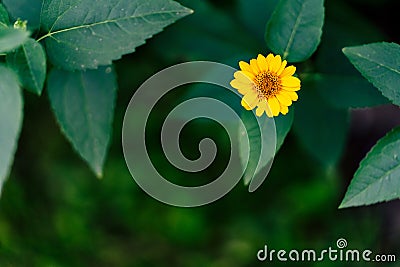 Isolated Yellow Flower in Garden With Blurred Background and Free Space for Text - Sunny Autumn Day Stock Photo