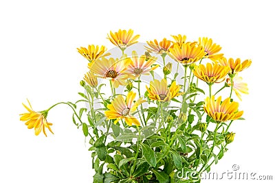 Isolated yellow Osteospermum flower blossoms Stock Photo