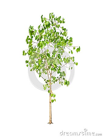 Isolated young bodhi tree with clipping path on white background Stock Photo