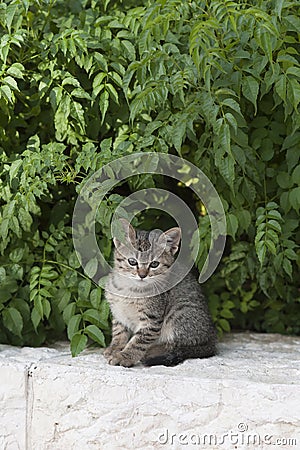 A tiny, grey tiger stripe kitten peers out from a hiding spot beneath a cover of green leaves Stock Photo