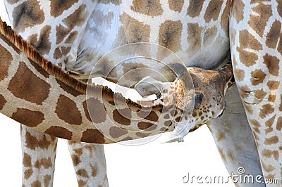 Isolated young giraffe suckling Stock Photo