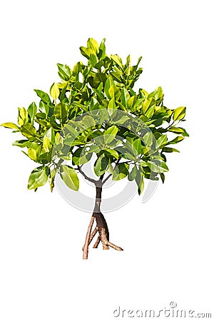 Isolated young mangrove tree Stock Photo