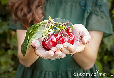 Isolated young woman holding some cherries in her hands. Big red cherries with leaves and stalks. One person on the background. Stock Photo