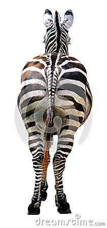 Isolated zebra Stock Photo