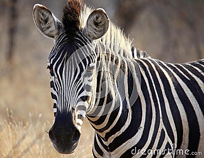 Isolated zebra in the wild Stock Photo