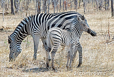 Isolated Zebras (Equus quagga)Mother & Foal in Hwange National Park Stock Photo