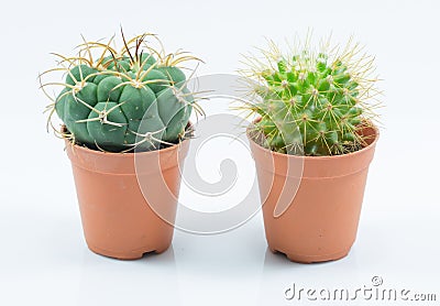 Isolation cactus Stock Photo