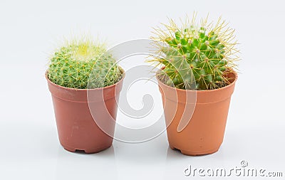 Isolation cactus Stock Photo