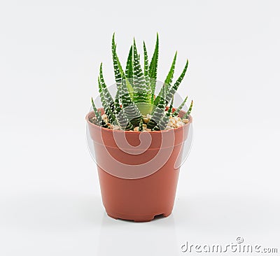 Isolation cactus Stock Photo