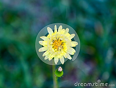 Isolation shallow depth of field technique of Texas dandelion. Stock Photo