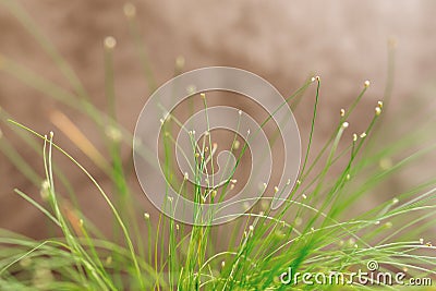Isolepis cernua, green grass Stock Photo