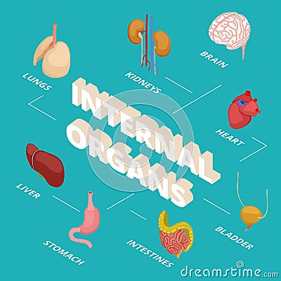 Isometric anatomy concept. Human internal organs vector illustration. 3d brain heart stomach lungs kidneys Vector Illustration