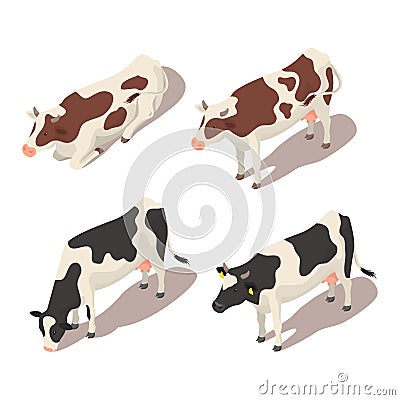 Isometric 3d vector set of cows. Vector Illustration