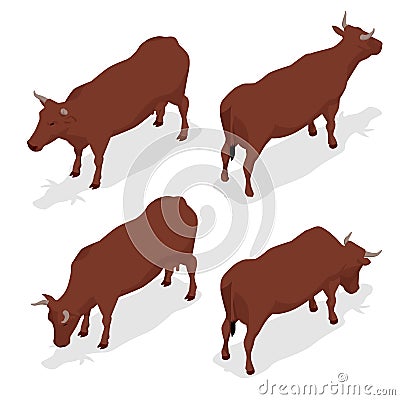 Isometric dairy cattle set. Cows collection. Isolated on white background. Vector Illustration